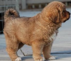 kind Tibetan Mastiff Puppies