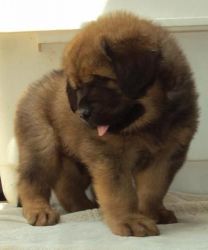 Tibetian mastiff Femal pup for sale