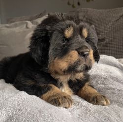 Tibetan Mastiff Puppy - Blackie