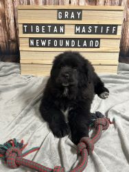 Prince Gray - Tibetan Mastiff Newfoundland