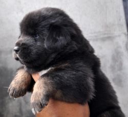 Tibetan Mastiff Pups