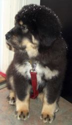 Tibetan Mastiff puppy for a new pet loving home.