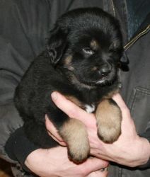 Tibatan Mastiff puppies for sale