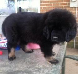 Very cute tibetan mastiff puppies available now