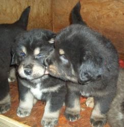 Tibetan Mastiff Puppies For Sale