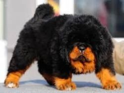 Tibetan Mastiff Puppies For Sale $500