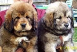 Tibetan mastiff Puppies