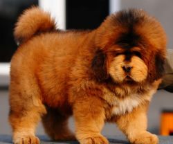 Tibetan Mastiff Aria puppy for sale