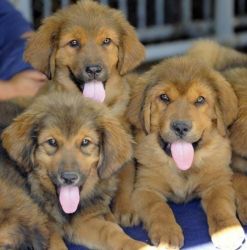 Tibetan Mastiff Puppies For Adoption