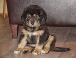 Tibetan mastiff puppy