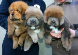 We have akc registered tibetan Mastiffs for sale