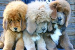 Super huge Tibetan Mastiff puppies