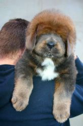 we have these adorable Tibetan mastiff babies available
