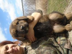 Tibetan Mastiff puppies for sale