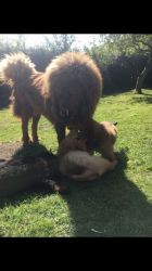 Chinese bloodline Tibetan mastiff puppies