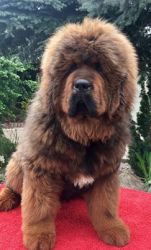 Adorable Tibetan Mastiff Pups for sale