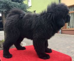 Black Tibetan Mastiff for sale