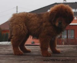 Tibetan mastiff red puppies TEXT , xxxxxxxxxx