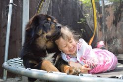 Affectionate AKC Regs Tibetan Mastiff Puppies for Sale