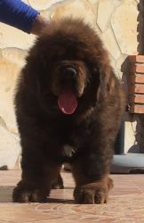 mastiff tibetan puppies