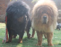 Adorable Tibetan Mastiff puppies
