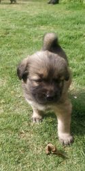 Tibetan mastiff pups available after 7 march