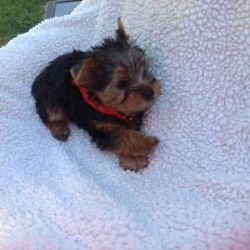 lovely teacup yorkie ready for new home