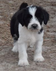 male and female Tibetan Terrier puppies