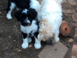 Beautiful Litter Tibetan Terrier Puppies for sale