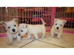 Cute West Highland Terrier Puppies for Re-homing Newcastle
