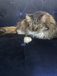 Maine Coon breed
