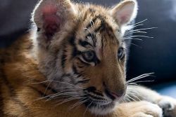 CUTE AND AFFECTIONATE TIGER CUB READY