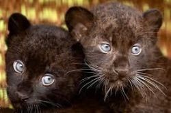 Black Panther Cubs,text:(xxx) xxx-xxx4