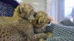 Home raised young tiger cubs and cheetahs for sale