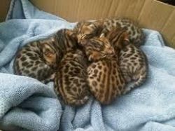 Tica Bengali Kittens Now Available(xxx) xxx-xxx3