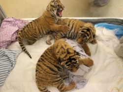 ADORABLE AND LOVELY TIGER CUBS