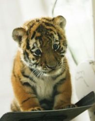 ADORABLE AND LOVELY TIGER CUBS