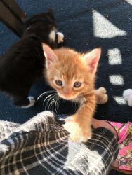 Kittens in Need of a Good Home