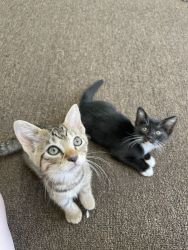 Cute kittens looking for a forever home and a loving family