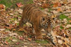 well tamed sumatran tiger cubs