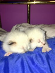 Two 7 week old kittens
