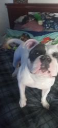 2 year old all white american bully SUPER friendly, very protective