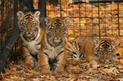 Hand Tamed Baby Sumatran Tiger Cubs Trio For Sale