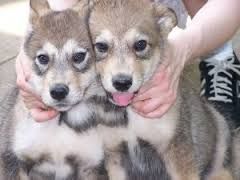 Timber wolf puppies for sale