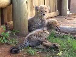 Cheetahs lion Tiger cubs