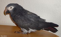 TIMNEH AFRICAN GREY PARROT AVAILABLE