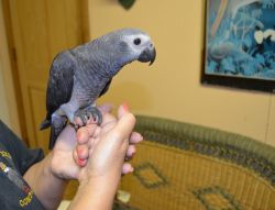 Baby Timneh African Grey Parrots, Cuddly Tame
