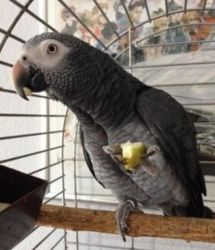 Hand Reared Timneh African Grey Parrots For Sale