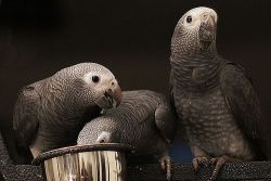 Baby Timneh African Grey Parrots