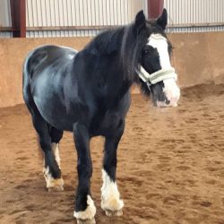 Irish tinker horse for sale